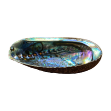 Load image into Gallery viewer, Abalone Shell (L)
