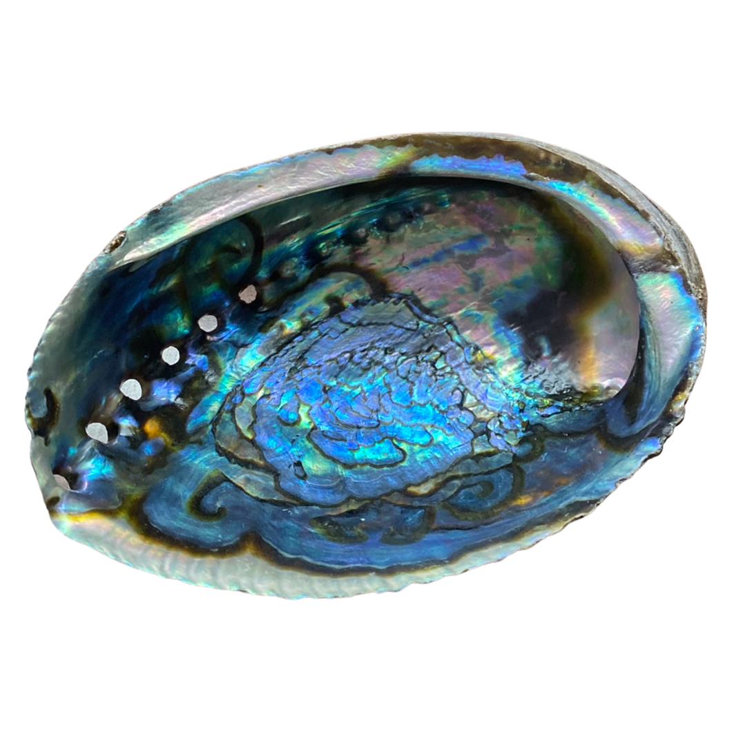 Abalone Shell (L)
